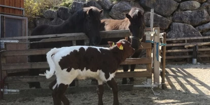 Urlaub auf dem Bauernhof - Tiere am Hof: Ponys - Jörgerberg - Roithhof
