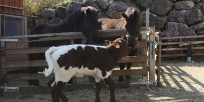 Urlaub auf dem Bauernhof - Tiere am Hof: Schweine - Österreich - Roithhof