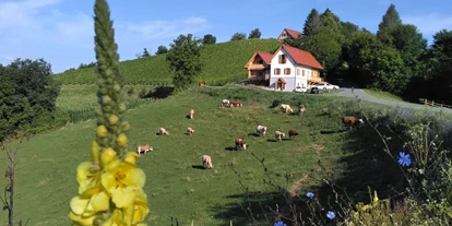 Urlaub auf dem Bauernhof - Umgebung: Urlaub in den Hügeln - Kleinedling (St. Andrä, Wolfsberg) - Gschmeidler Greith