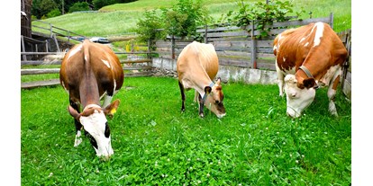 Urlaub auf dem Bauernhof - Mithilfe beim: Eier sammeln - Mühlbach (Trentino-Südtirol) - Lechnerhof 