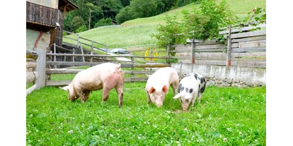 vacation on the farm - Jahreszeit: Sommer-Urlaub - Trentino-South Tyrol - Lechnerhof 