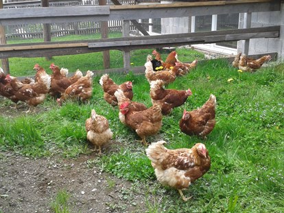 Urlaub auf dem Bauernhof - Verleih: Wanderstöcke - Rum - Glückliche Hühner, leckere Eier - Reiterhof Alpin Appart
