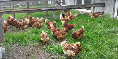 Urlaub auf dem Bauernhof - Jahreszeit: Frühlings-Urlaub - Tirol - Glückliche Hühner, leckere Eier - Reiterhof Alpin Appart