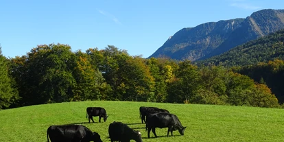 Urlaub auf dem Bauernhof - Tiere am Hof: Kühe - Ziegelstadl (Weißenkirchen im Attergau) - Eggerhof