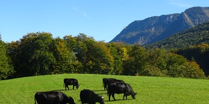 vacation on the farm - Tiere am Hof: Kühe - Hof bei Salzburg - Eggerhof