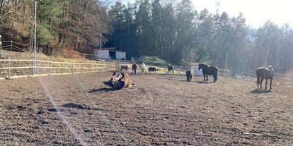Urlaub auf dem Bauernhof - Frühstück - Oststeiermark - Die Pferdeherde beim Wälzen und Sonnen am Viereck. - NaturGut Kunterbunt 
