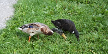 Urlaub auf dem Bauernhof - Mithilfe beim: Tiere füttern - Reith im Alpbachtal - Unsere Enten - Großwolfing