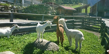 Urlaub auf dem Bauernhof - Mithilfe beim: Tiere füttern - Telfes im Stubai - Unsere Ziegen und Alpakas - Bio und Reiterhof der Veitenhof