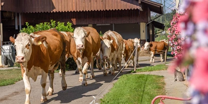 nyaralás a farmon - Rodeln - Aich (Schiefling am Wörthersee, Velden am Wörther See) - Milchkühe vom Weidegang - Bauernhof Malehof, Familie Struger