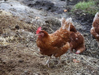 vacanza in fattoria - Mithilfe beim: Eier sammeln - Austria - Henne "Gerti" - Urlaub am Foidlhof