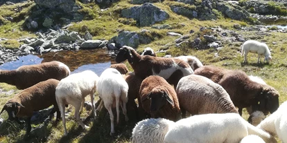 vacanza in fattoria - Jahreszeit: Herbst-Urlaub - Neubach (Annaberg-Lungötz) - Schafe auf der Alm - Auerhof