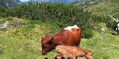 Urlaub auf dem Bauernhof - Umgebung: Urlaub in den Wäldern - Steuer - Kuh mit neugeborenen Kalb auf der Alm - Auerhof