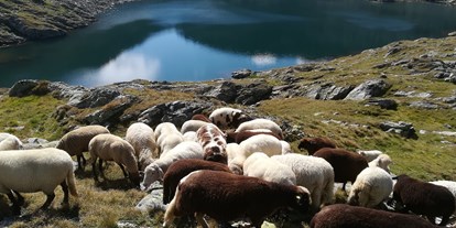 Urlaub auf dem Bauernhof - ideal für: Pärchen - Gosau - Schafe am Klafferkessel - Auerhof
