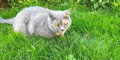 Urlaub auf dem Bauernhof - ideal für: Pärchen - Weißpriach - Katze Lilly - Auerhof