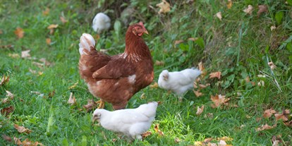 Urlaub auf dem Bauernhof - ideal für: Pärchen - Weißpriach - Huhn Berta mit Küken - Auerhof