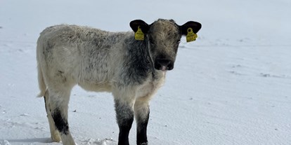 Urlaub auf dem Bauernhof - Tiere am Hof: Kühe - Steiermark - Lucy - Auerhof