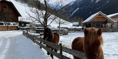 vakantie op de boerderij - Tiere am Hof: Kühe - Erlfeld -  Isländerpferde Kaspar und Swawa - Auerhof