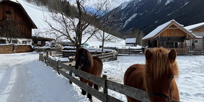 Urlaub auf dem Bauernhof - Tiere am Hof: Hühner - Assach -  Isländerpferde Kaspar und Swawa - Auerhof