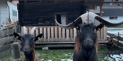 vacanza in fattoria - Tiere am Hof: Katzen - Weißpriach - Rudolf und Lisl - Auerhof