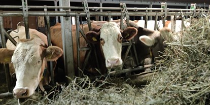 Urlaub auf dem Bauernhof - Tiere am Hof: Kühe - Schnepfau - Ausblickhof