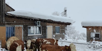 Urlaub auf dem Bauernhof - Tiere am Hof: Kühe - Schnepfau - Ausblickhof