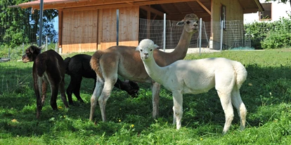 wakacje na farmie - Tiere am Hof: Alpakas - Ferienhof Moyer