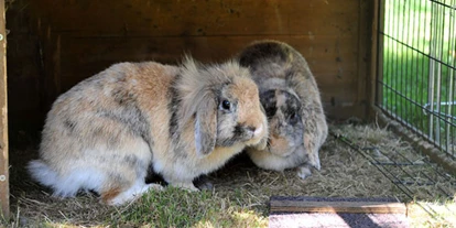 wakacje na farmie - Tiere am Hof: Alpakas - Ferienhof Moyer