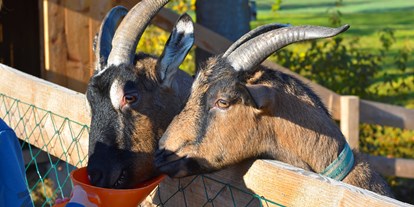 Urlaub auf dem Bauernhof - Tiere am Hof: Kühe - Niederösterreich - Straußenhof Halmer