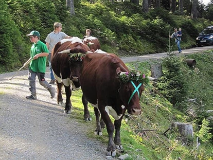 vacation on the farm - Tiere am Hof: Kühe - Griesbachwinkl - Fritzenwallner Pailgut