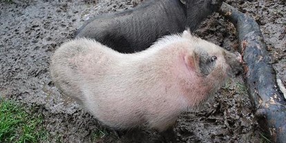 Urlaub auf dem Bauernhof - Tiere am Hof: Schweine - PLZ 5771 (Österreich) - Streichelzoo - Schnell Palfengut