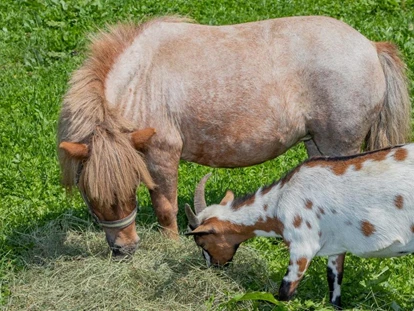 počitnice na kmetiji - Tiere am Hof: Ponys - Unterberg (Großarl, Dorfgastein) - Streichelzoo  - Schnell Palfengut
