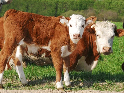 počitnice na kmetiji - Tiere am Hof: Kühe - Pongau - Reiter Grassbichlhof