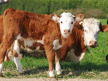 vacation on the farm - Tiere am Hof: Kühe - Griesbachwinkl - Reiter Grassbichlhof