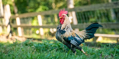Urlaub auf dem Bauernhof - Tiere am Hof: Hühner - Seitelschlag - Kinderparadies BIO-Erlebnisbauernhof