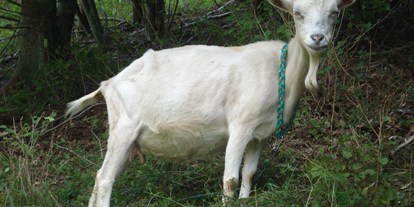 Urlaub auf dem Bauernhof - Tiere am Hof: Schafe - Deutschland - Ziege Ferienhof Hohe - Ferienhof Hohe