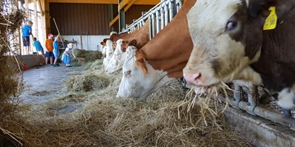 Urlaub auf dem Bauernhof - ideal für: Sportler - Samerberg - unsere Mutterkühe - Wastelbauerhof