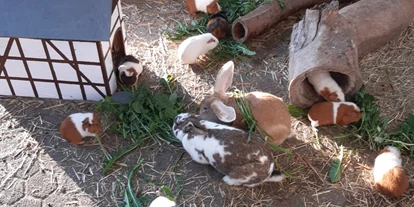 Urlaub auf dem Bauernhof - Unser Streichelgehege mit Kaninchen und Meerschweinchen. - Ferienhof Schmiddes