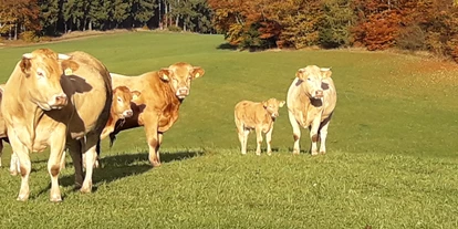odmor na imanju - Tiere am Hof: Hühner - Ein Teil unserer Rinder  - Ferienhof Schmiddes