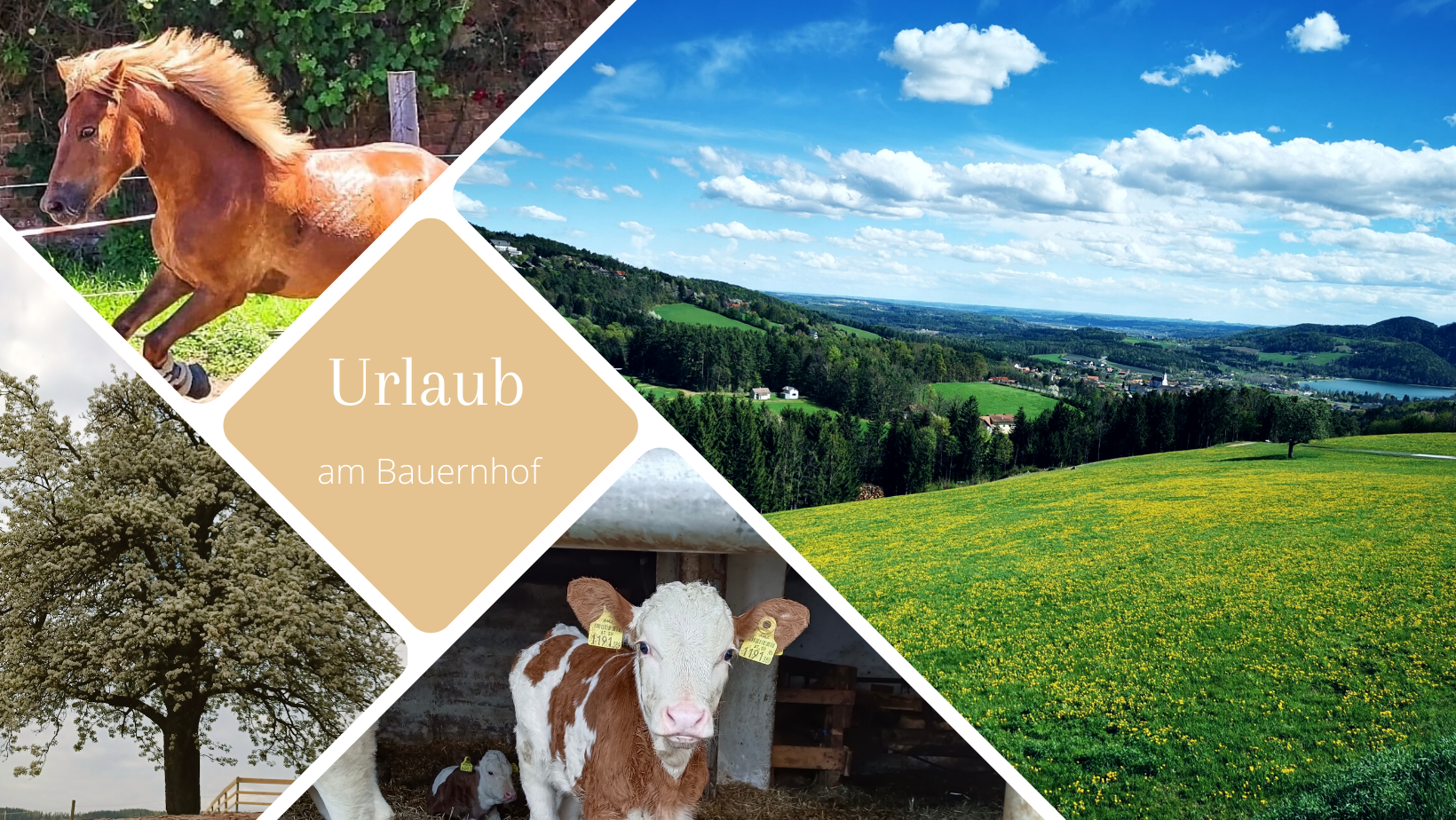 Počitniška kmetija - Bauernhof Rieglsteffl 