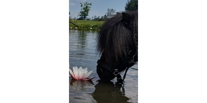 Urlaub auf dem Bauernhof - Schwimmmöglichkeit: Schwimmteich - Deutschland - Seerosen an unserem Naturbadeteich genießen  - Charlottenhof Bauernhof in Alleinlage 