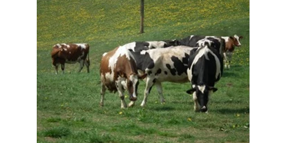 Urlaub auf dem Bauernhof - Tiere am Hof: Kühe - Lünebach - Ferienhof Pütz