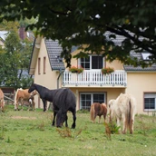 Ferme de vacances - Pferde und Ponys auf der Weide - Ferienhof Feinen