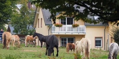 Urlaub auf dem Bauernhof - Spielplatz - Auw bei Prüm - Pferde und Ponys auf der Weide - Ferienhof Feinen