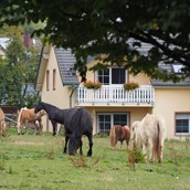 Holiday farm - Pferde und Ponys auf der Weide - Ferienhof Feinen