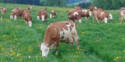 Urlaub auf dem Bauernhof - Tiere am Hof: Gänse - Deutschland - Vogtlandhof