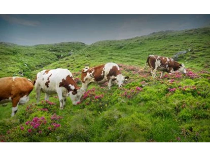 počitnice na kmetiji - Tiere am Hof: Ponys - Unterberg (Großarl, Dorfgastein) - Tofererhof