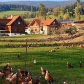 Ferme de vacances - Die Hühner genießen ihre Freiheit - Loiblhof