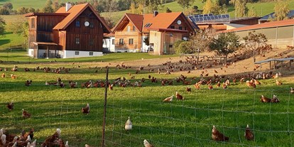 Urlaub auf dem Bauernhof - Mithilfe beim: Ernten - Steiermark - Die Hühner genießen ihre Freiheit - Loiblhof