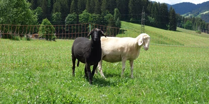Urlaub auf dem Bauernhof - Fahrzeuge: Balkenmäher - Gamp - Unsere Schafe - Ausserraingut