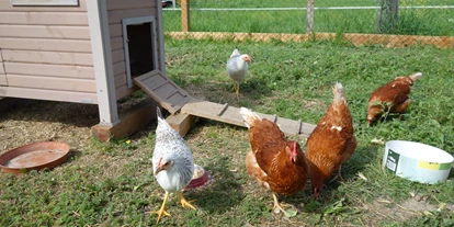 Urlaub auf dem Bauernhof - Fahrzeuge: Balkenmäher - Gamp - unsere Hühner - Ausserraingut